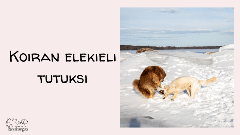 elekieli