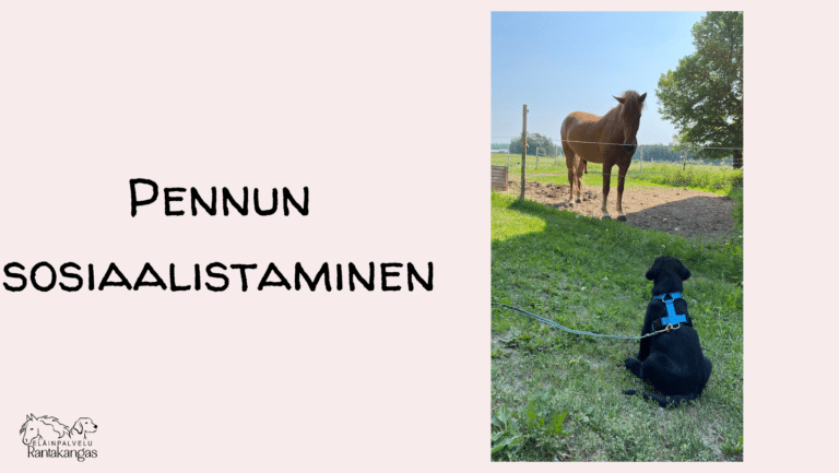 Pennun sosiaalistaminen