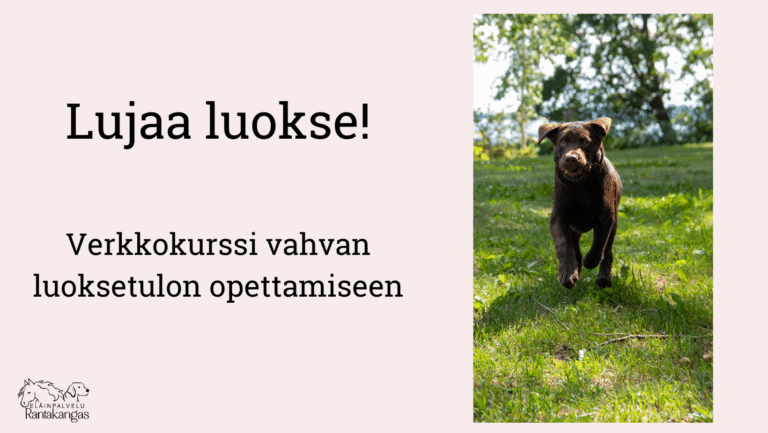 lujaa luokse verkkokurssi